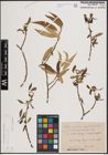 Foto von Salix fragilis L.